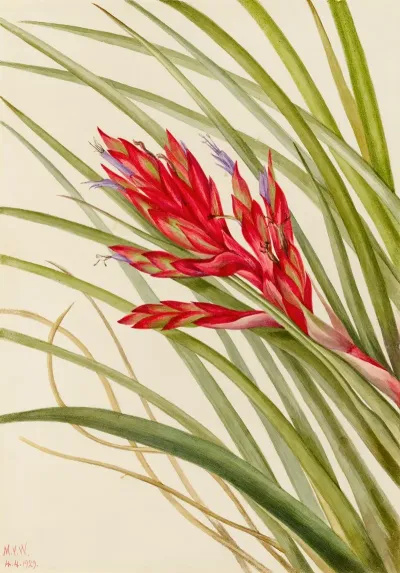 Quill Leaf Tillandsia Tillandsia Fasciculata