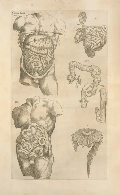 Quinta Figura Digestive Tract Another View