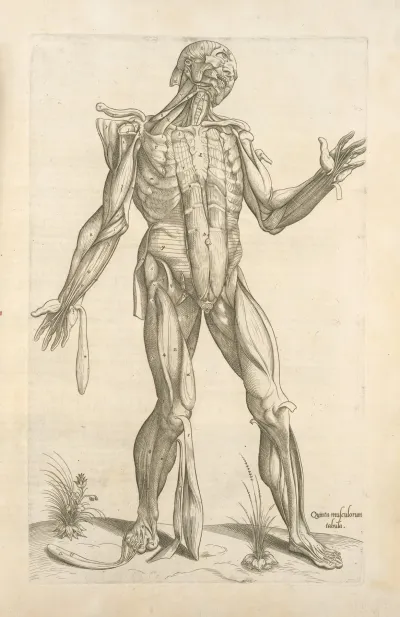Quinta Musculorum Tabula