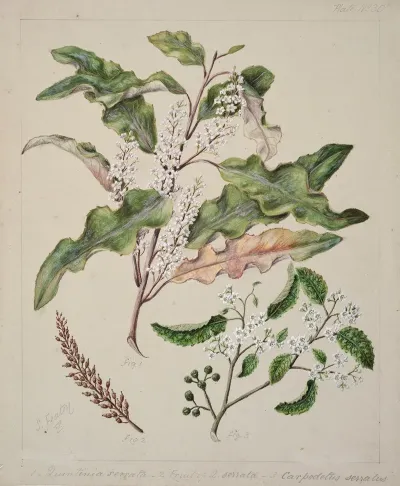 Quintinia Serrata Carpodetus Serratus