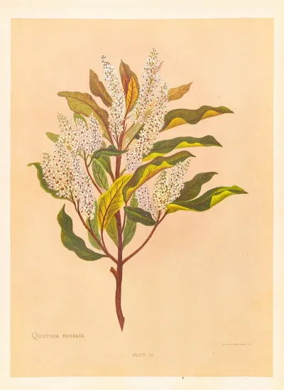 Quintinia Serrata