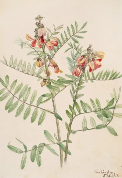 Rabbitbean Cracca Virginiana 2