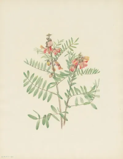 Rabbitbean Cracca Virginiana 3