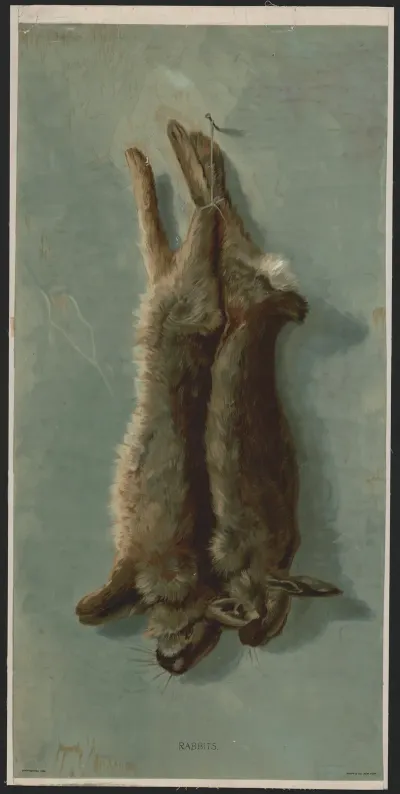 Rabbits 8