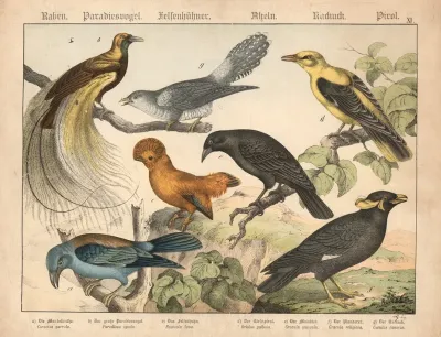 Raben Paradiesvogel Felsenhuhner Asseln Kurkurk Pirol