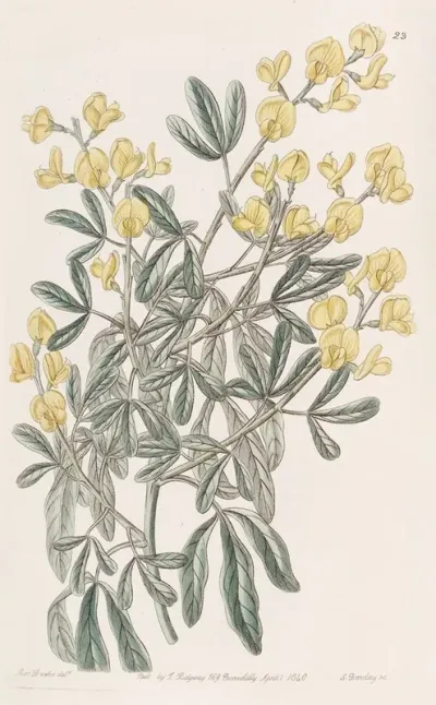 Racemose Genista