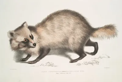 Racoon Faced Dog Canis Procyonoides China
