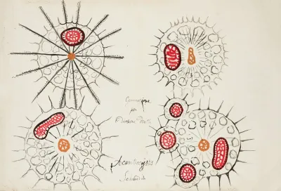 Radiolaria