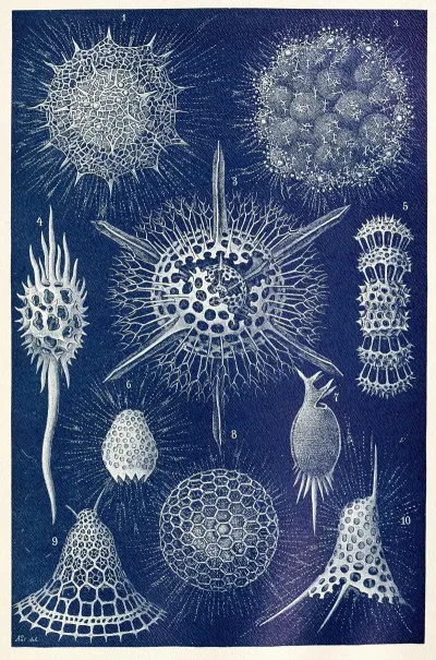 Radiolarians