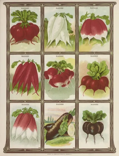 Radish 2