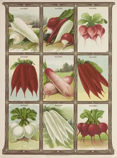 Radish