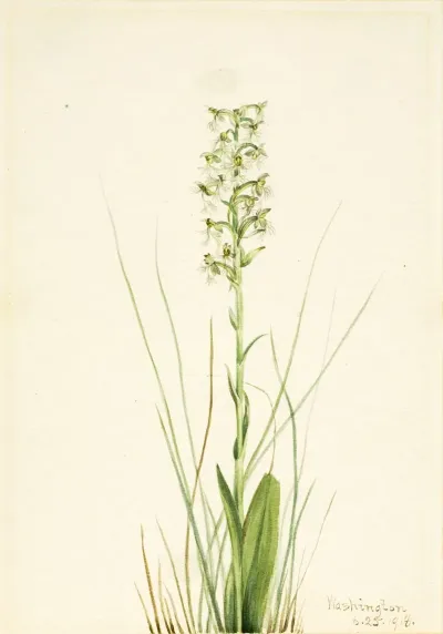 Ragged Fringe Orchid Habenaria Lacera 2