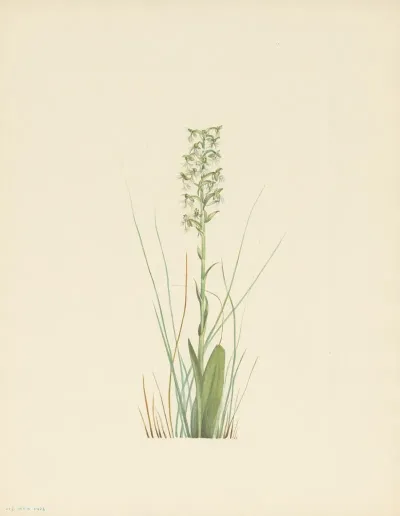 Ragged Fringe Orchid Habenaria Lacera 3