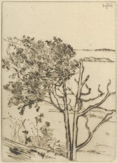 Ragged Tree Maine