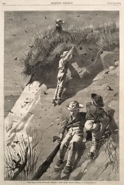 Raid On A Sand Swallow Colony How Many Eggs