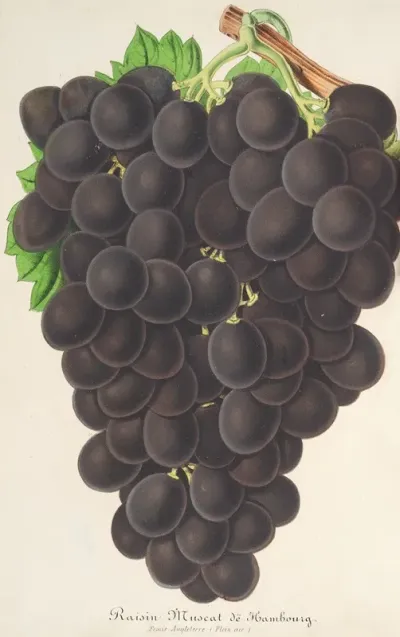 Raisin Nouveau Muscat Noir De Hambourg
