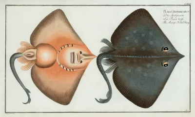 Raja Oxyrinchus The Sharp Nosed Ray