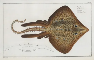 Raja Rubus The Rough Ray