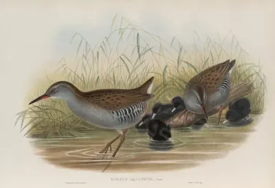 Rallus Aquaticus Water Rail