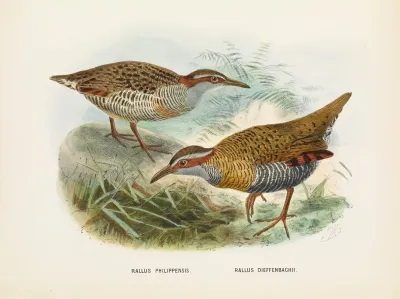 Rallus Philipensis And Rallus Dieffenbachii