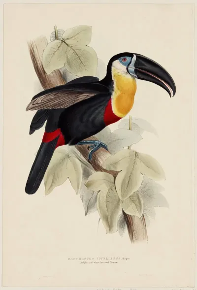 Ramphastos Vitellinus Illiger