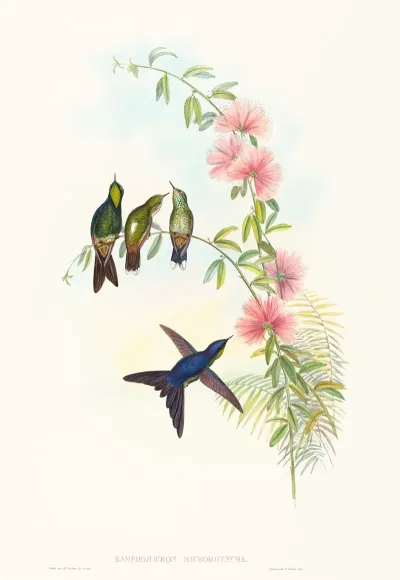Ramphomicron Microrhyncha Small Billed Thornbill