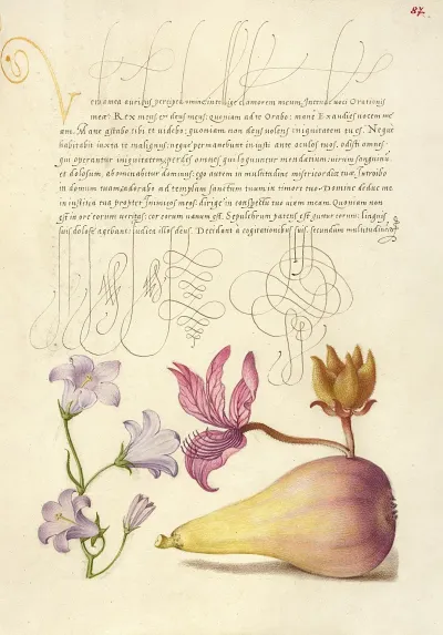 Rampion Dittany And Pear
