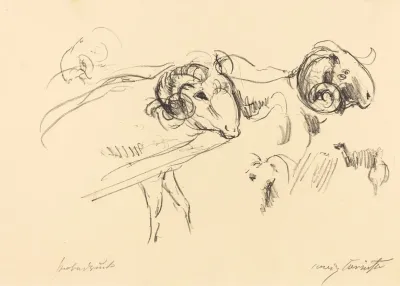Rams Schafbocke