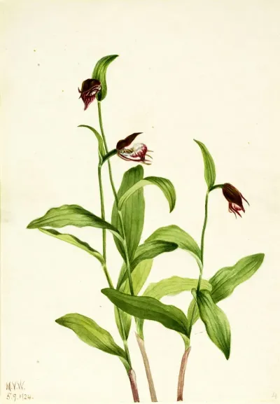 Ramshead Ladys Slipper Cypripedium Arietinum