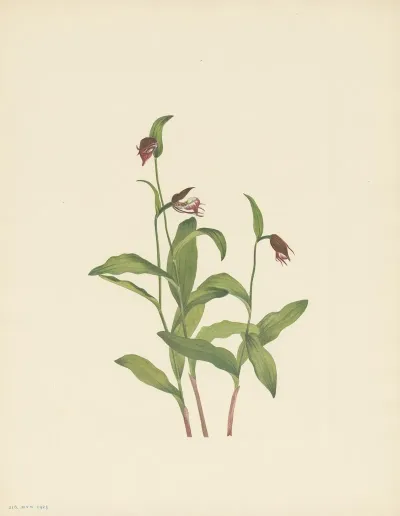 Ramshead Ladyslipper Cypripedium Arietinum 2