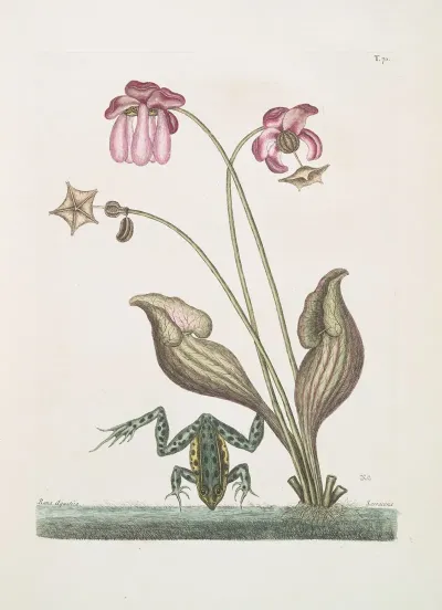 Rana Aquatica The Water Frog Sarracena