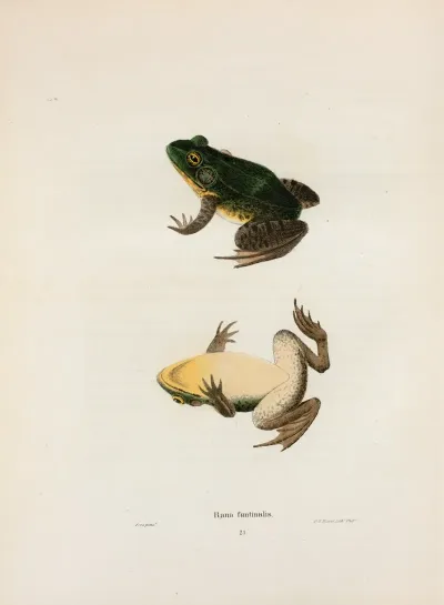 Rana Fontinalis