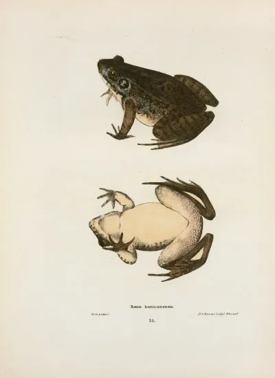 Rana Horiconensis