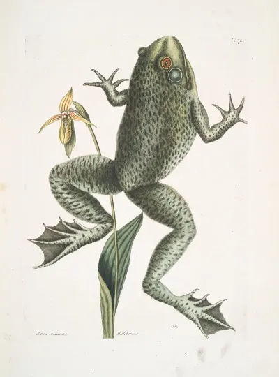 Rana Maxima The Bull Frog Helleborena The Ladys Slipper Of Pennsylvania