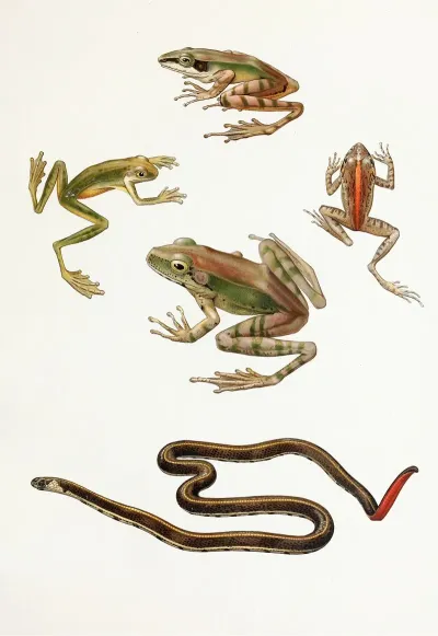 Rana Moluccanahyla Kampeni Barbourcornufer Corrugatus Rubristriatus Barbour