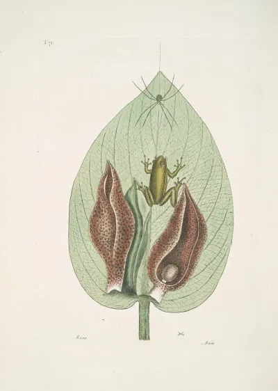 Rana Viridis Arborea The Green Tree Frog Arum Americanum The Scunk Weed