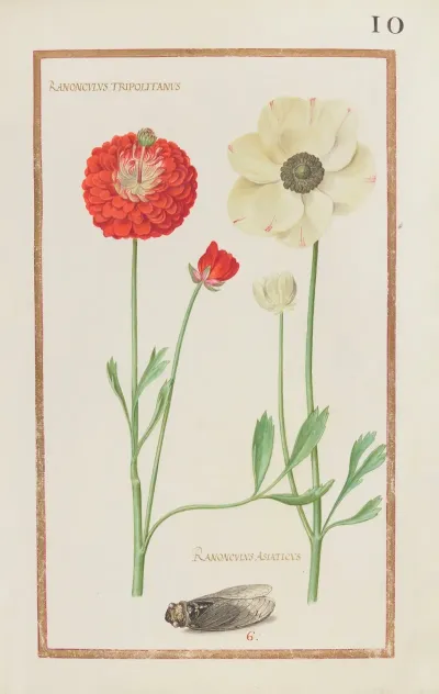 Ranonculus Tripolitanus Ranonculus Asiaticus