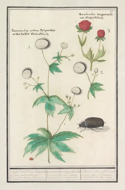 Ranonkels Ranunculus