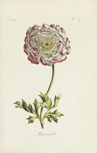 Ranuncula