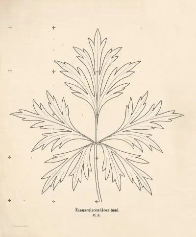 Ranunculaceae Aconitum