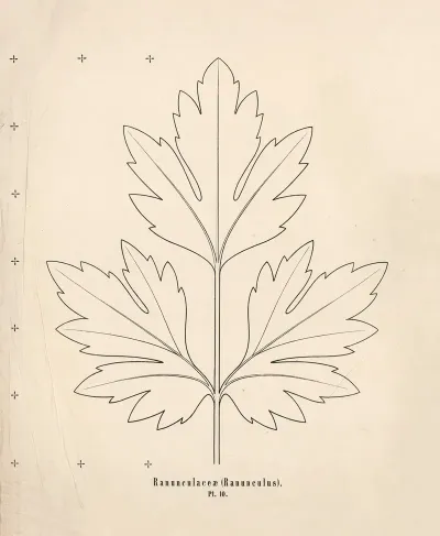 Ranunculaceae Ranunculus