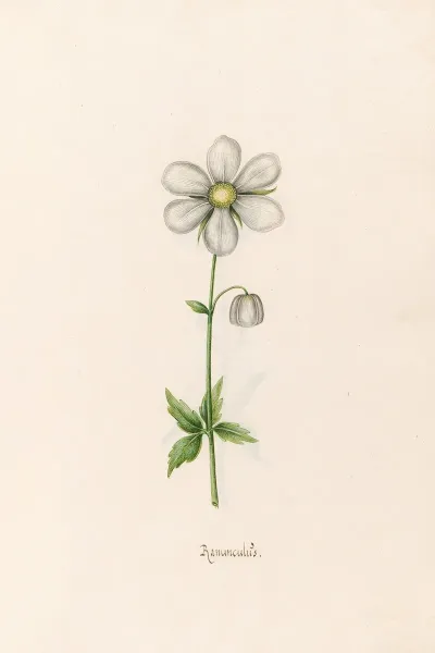 Ranunculus 5