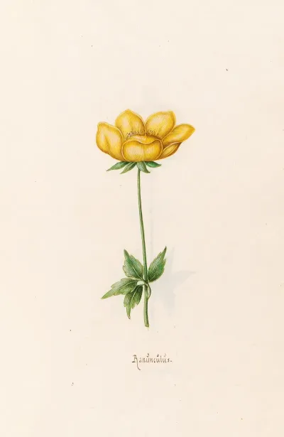 Ranunculus 7