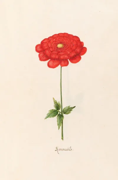 Ranunculus 9