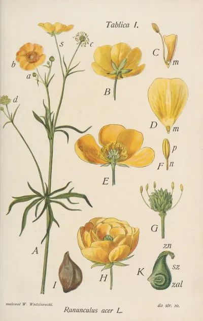 Ranunculus Acer