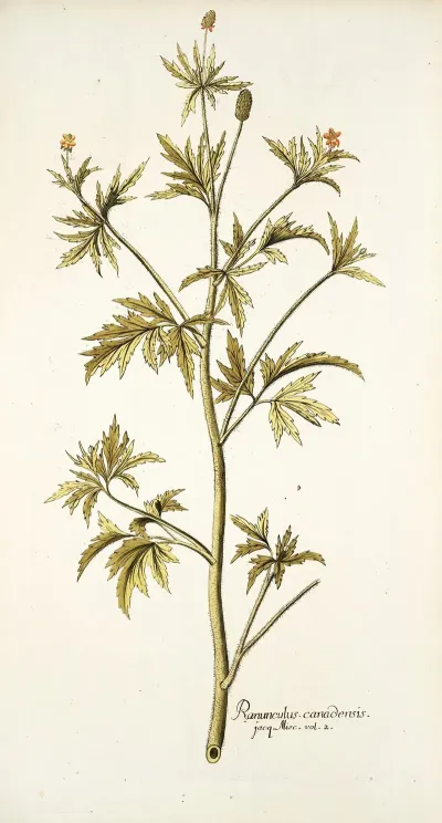 Ranunculus Canadensis