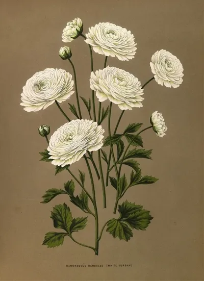 Ranunculus Hercules White Turban