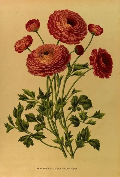 Ranunculus Turban Crandiflora
