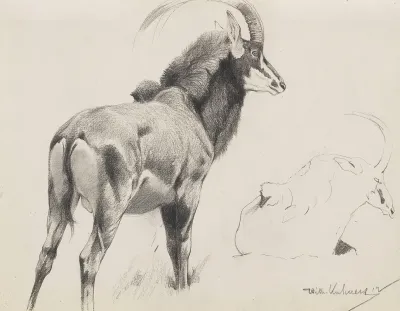 Rappenantilope