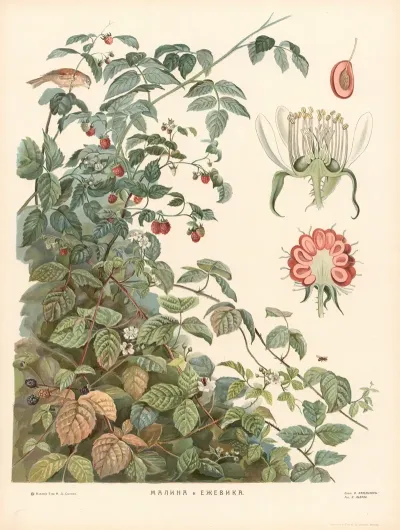 Raspberries And Blackberries